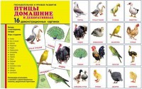 Демонстрационные карточки "Птицы домашние и декоративные" - fgospostavki.ru - Ростов-на-Дону