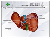 Стенд "Строение печени человека" - fgospostavki.ru - Ростов-на-Дону