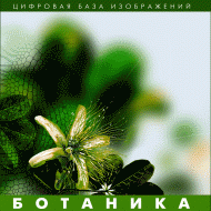 Ботаника. (Цифровая база изображений) - fgospostavki.ru - Ростов-на-Дону