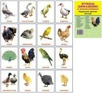 Раздаточные карточки "Птицы домашние и декоративные" - fgospostavki.ru - Ростов-на-Дону