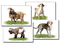 Набор карточек "Домашние животные" (раздаточные) - fgospostavki.ru - Ростов-на-Дону