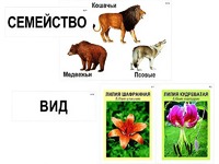 Модель-аппликация "Классификация растений и животных" (ламинированная) - fgospostavki.ru - Ростов-на-Дону