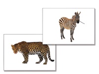 Дидактическое пособие "Дикие животные" - fgospostavki.ru - Ростов-на-Дону