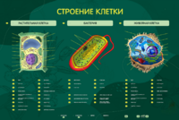 Электрифицированный стенд "Строение клетки" с маркерными полями - fgospostavki.ru - Ростов-на-Дону