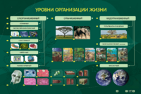 Электрифицированный стенд "Уровни организации жизни" - fgospostavki.ru - Ростов-на-Дону