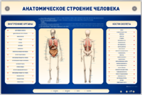 Электрифицированный стенд-тренажер c макетом скелета "Анатомическое строение человека" - fgospostavki.ru - Ростов-на-Дону