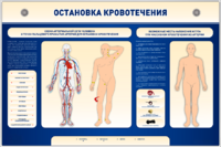 Электрифицированный стенд-тренажер "Остановка кровотечения" - fgospostavki.ru - Ростов-на-Дону