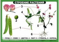 Комплект таблиц "Ознакомление с окружающим миром 1-4 класс" - fgospostavki.ru - Ростов-на-Дону