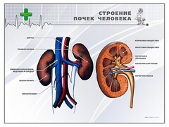 Стенд "Строение почки человека" - fgospostavki.ru - Ростов-на-Дону