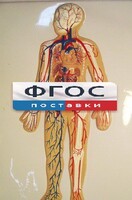 Модель барельефная "Кровеносная система человека" - fgospostavki.ru - Ростов-на-Дону
