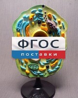 Модель "Клетка растения" - fgospostavki.ru - Ростов-на-Дону