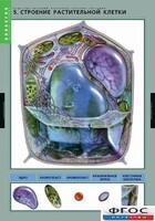 Комплект таблиц. Биология. Вещества растений. Клеточное строение. - fgospostavki.ru - Ростов-на-Дону