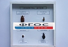 Коллекция "Семейство жуков" - fgospostavki.ru - Ростов-на-Дону