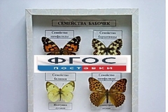 Коллекция "Семейство бабочек" - fgospostavki.ru - Ростов-на-Дону