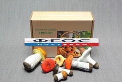 Набор муляжей грибов - fgospostavki.ru - Ростов-на-Дону