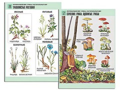 Комплект таблиц "Окружающий мир. Грибы. Растительный мир" (12 таблиц, А1, ламинированные) - fgospostavki.ru - Ростов-на-Дону