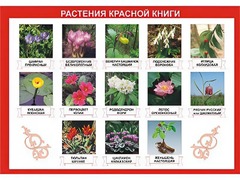 Таблица демонстрационная "Растения Красной книги" (винил 70*100) - fgospostavki.ru - Ростов-на-Дону