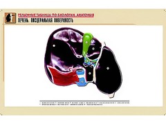 Рельефная таблица "Печень. Висцеральная поверхность" (формат А1, матовое ламинирование) - fgospostavki.ru - Ростов-на-Дону