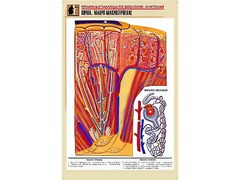 Рельефная таблица "Почка. Макро-микростроение" (формат А1, матовое ламинирование) - fgospostavki.ru - Ростов-на-Дону