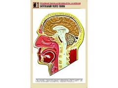 Рельефная таблица "Сагиттальный разрез головы" (формат А1, матовое ламинирование) - fgospostavki.ru - Ростов-на-Дону