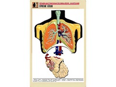 Рельефная таблица "Строение легких" (формат А1, матовое ламинирование) - fgospostavki.ru - Ростов-на-Дону