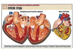 Рельефная таблица "Строение сердца" (формат А1, матовое ламинирование) - fgospostavki.ru - Ростов-на-Дону
