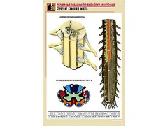 Рельефная таблица "Строение спинного мозга " (формат А1, матовое ламинирование) - fgospostavki.ru - Ростов-на-Дону