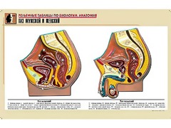 Рельефная таблица "Таз мужской и женский" (формат А1, матовое ламинирование) - fgospostavki.ru - Ростов-на-Дону