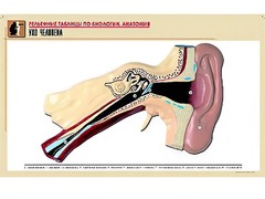 Рельефная таблица "Ухо человека" (формат А1, матовое ламинирование) - fgospostavki.ru - Ростов-на-Дону