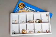 Коллекция "Раковины моллюсков" - fgospostavki.ru - Ростов-на-Дону