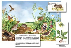 Магнитный плакат-аппликация "Луг: биоразнообразие и взаимосвязи в сообществе" - fgospostavki.ru - Ростов-на-Дону