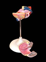 Модель сердца (лабораторная) - fgospostavki.ru - Ростов-на-Дону