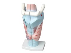 Модель гортани в разрезе - fgospostavki.ru - Ростов-на-Дону