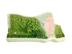 Модель строения листа - fgospostavki.ru - Ростов-на-Дону