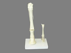 Модель "Скелет конечностей лошади и овцы" (на подставке) - fgospostavki.ru - Ростов-на-Дону