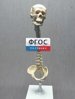 Модель "Позвоночник с черепом и тазом" - fgospostavki.ru - Ростов-на-Дону