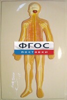 Модель барельефная "Нервная система человека" - fgospostavki.ru - Ростов-на-Дону