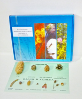 Коллекция "Шишки, плоды, семена деревьев и кустарников" - fgospostavki.ru - Ростов-на-Дону