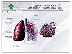 Стенд "Дыхательная система человека" - fgospostavki.ru - Ростов-на-Дону