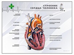 Стенд "Строение сердца человека" - fgospostavki.ru - Ростов-на-Дону