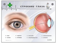 Интерактивный стенд "Строение глаза" - fgospostavki.ru - Ростов-на-Дону