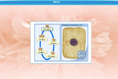 Интерактивные курсы. Биология 6 класс. Базовый - fgospostavki.ru - Ростов-на-Дону