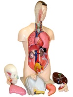 Торс человека разборный (42 см.) - fgospostavki.ru - Ростов-на-Дону