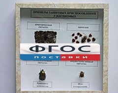 Коллекция энтомологическая "Примеры защитных приспособлений у насекомых" - fgospostavki.ru - Ростов-на-Дону