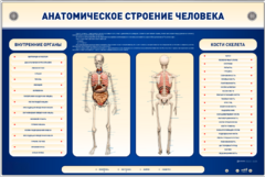 Электрифицированный стенд-тренажер c макетом скелета "Анатомическое строение человека" - fgospostavki.ru - Ростов-на-Дону