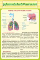 Стенд "Дыхательная система" - fgospostavki.ru - Ростов-на-Дону