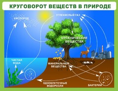 Стенд "Круговорот веществ" - fgospostavki.ru - Ростов-на-Дону