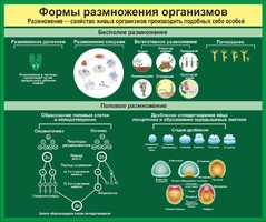 Стенд "Формы размножения организмов" - fgospostavki.ru - Ростов-на-Дону