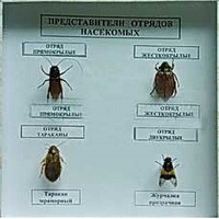 Коллекция энтомологическая "Представители отряда насекомых" - fgospostavki.ru - Ростов-на-Дону