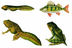 Модель-аппликация Цикл развития костной рыбы и лягушки - fgospostavki.ru - Ростов-на-Дону